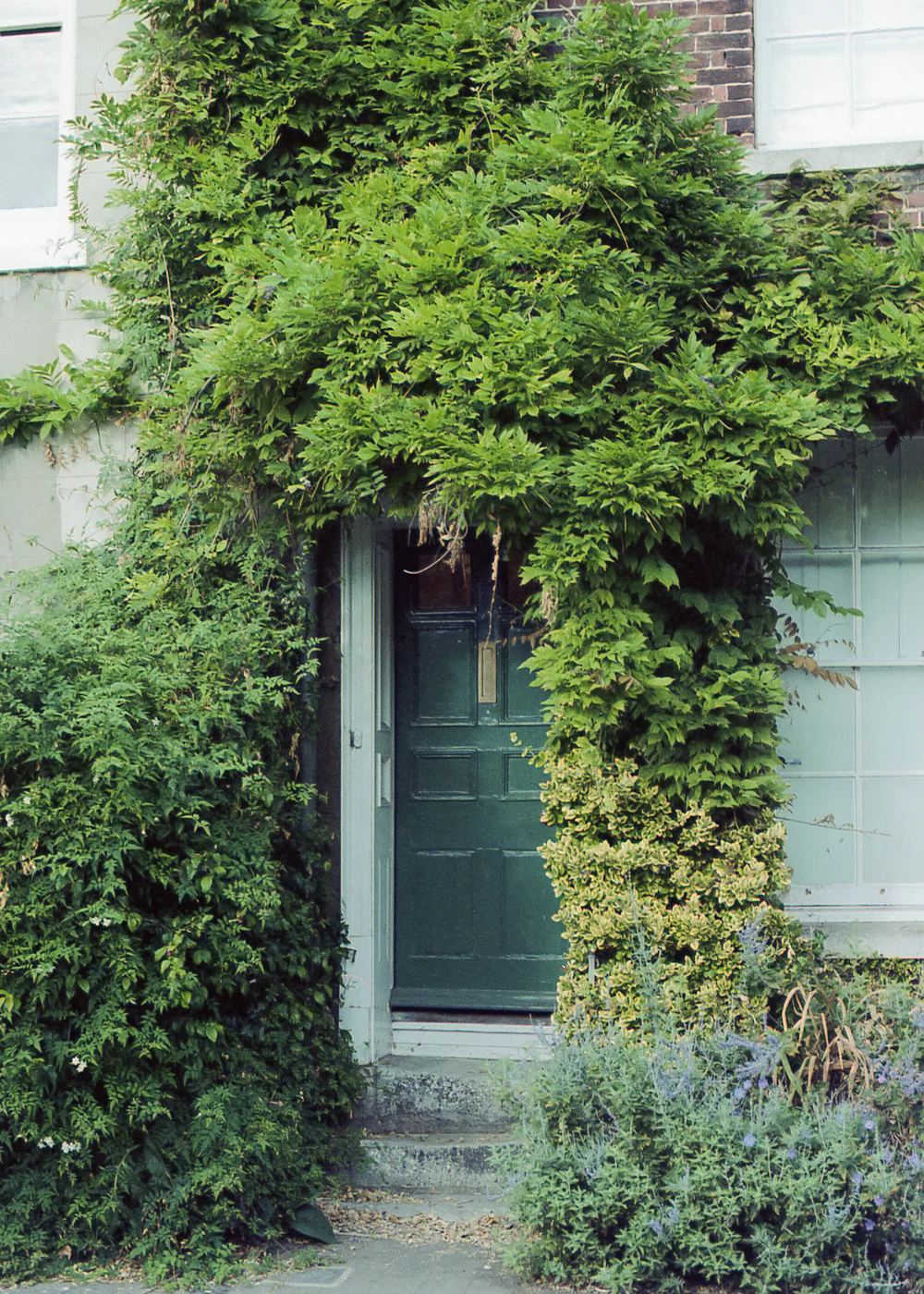 An established green doorway framed by climbing foliage